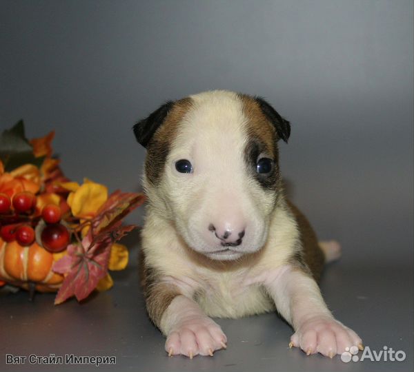 Щенки бультерьера
