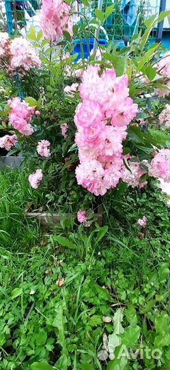 Розы плетистая и кустовая и клематисы