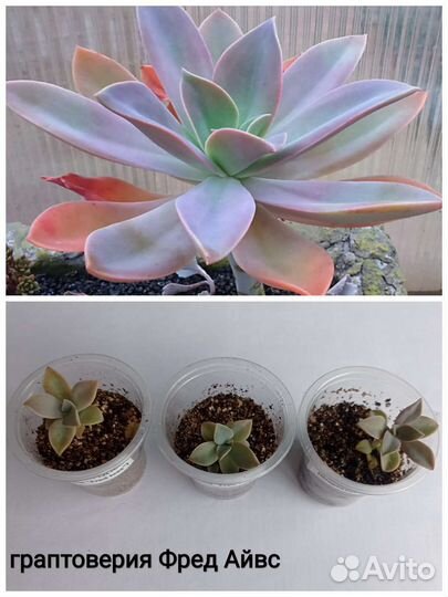 Флорариум суккуленты