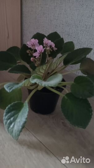 Фиалка. Сенполия. Цветок