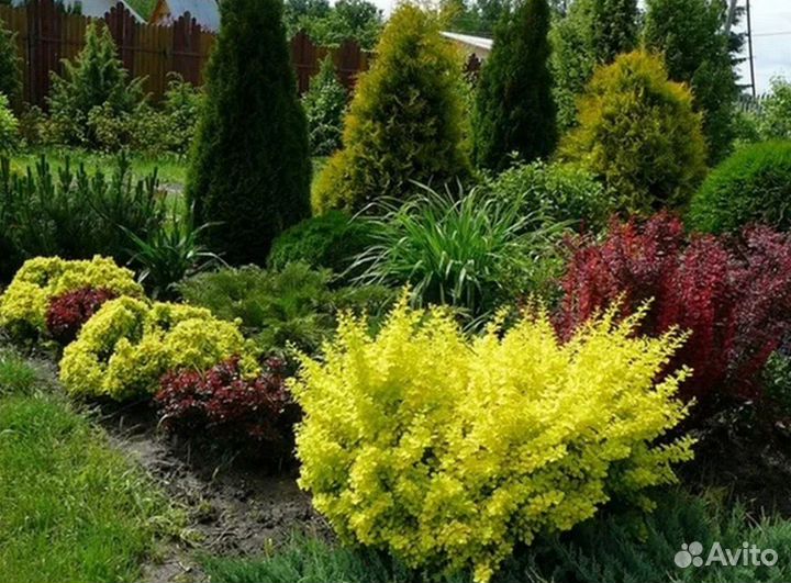 Барбарисы бордовый, лайм, желтый, зеленый и др