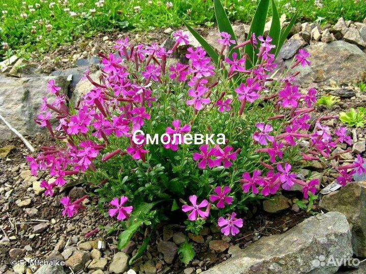 Додекат,кровохлеб,печеночн,увуляр,дармер,яснотка