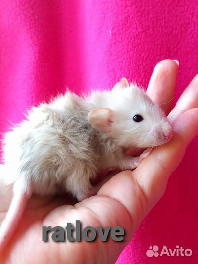 Крысята дамбо лонг с длинной шерстью