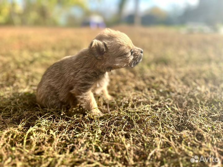 Щенок в добрые руки маленькой собаки девочка