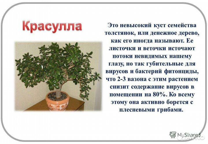 Красулла корал и др