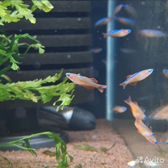 Псевдомугил паскай red neon