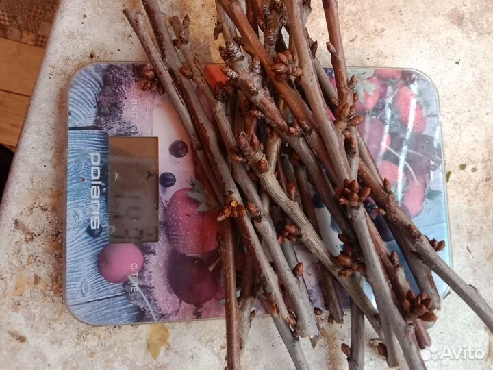 Ветки для животных