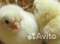 Цыплята бройлер/1-35д/Куры несушки 5 пород молодые