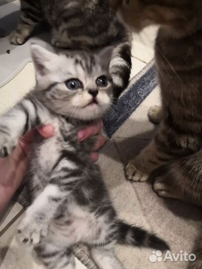 Шотландский