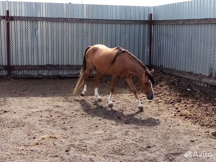 Уэльский пони