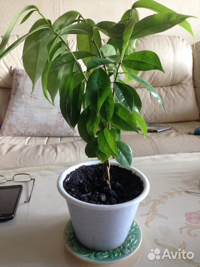 Экзотические растения. Гуанабана. Сметанное дерево