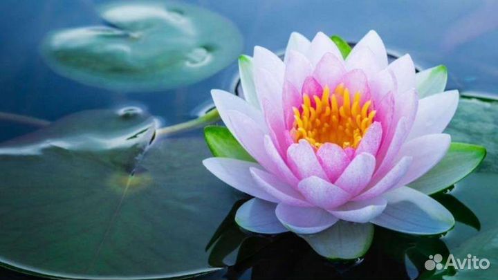 Нимфеи для пруда