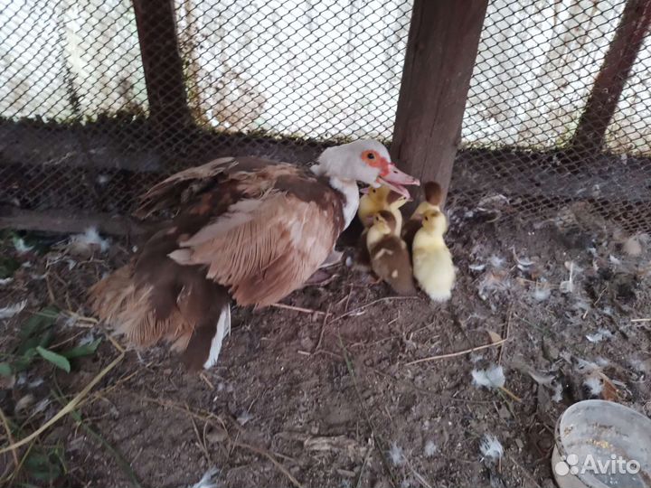 Утка с утятами мускусная