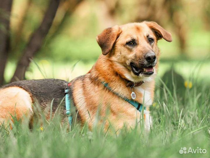 Собака в добрые руки