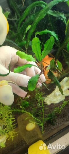 Растения для аквариума