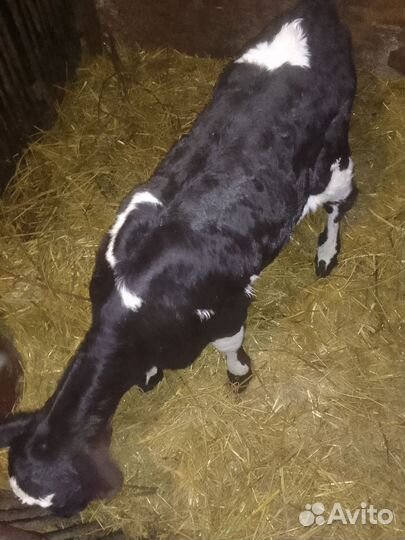 Продаю месячного теленка
