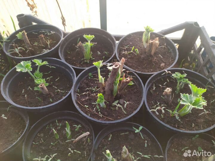 Цветы дельфиниум