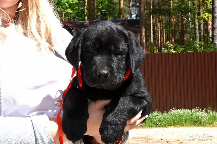 Щенки лабрадора чёрненькие девочки