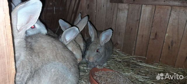 Кролики на доращивание