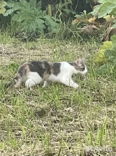 Трехцветная девочка бесплатно в добрые руки