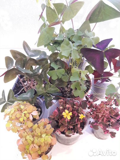 Оксалисы Plum Grazy, Sunset Velvet, Мармер и др