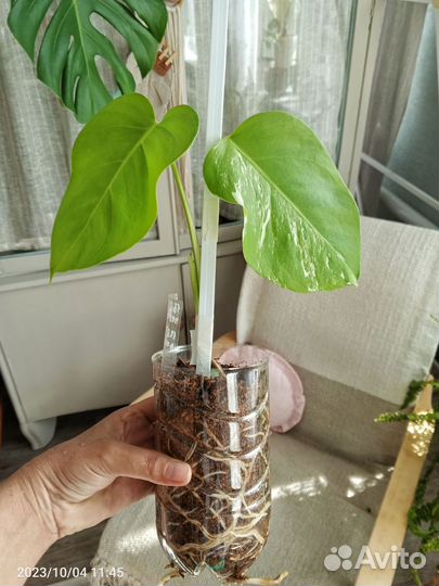 Монстеры разные сорта