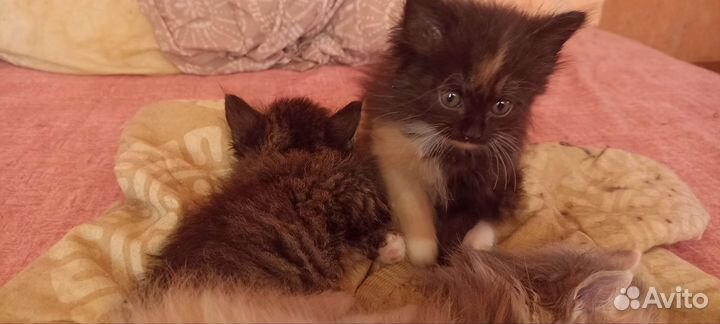 Котята Сибирские