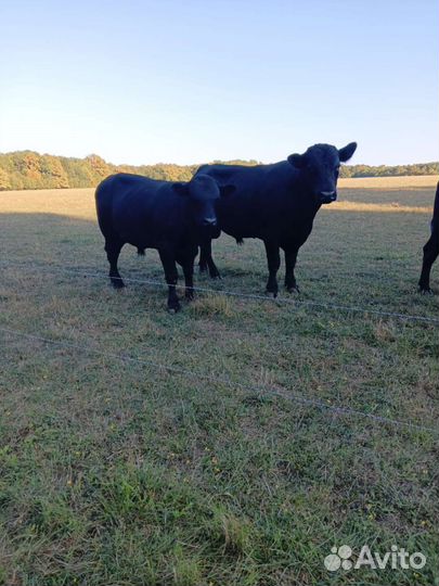Корова обердин ангуст быки и тёлки