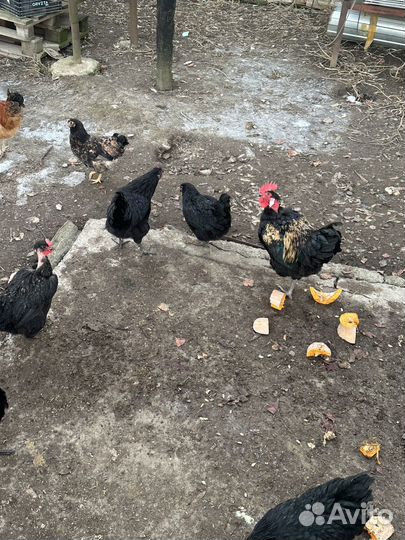 Петух голошейки и брама