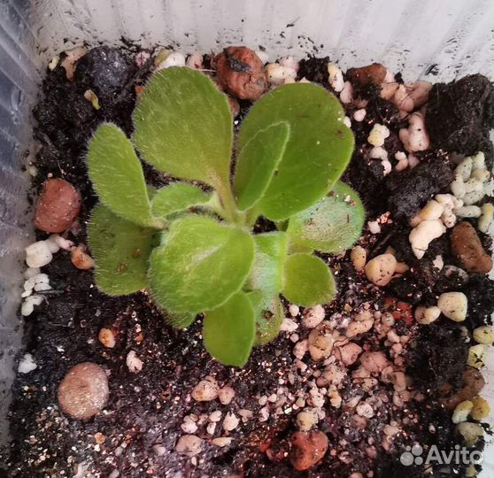 Стрептокарпус Pretty Turtle редкий сорт растения