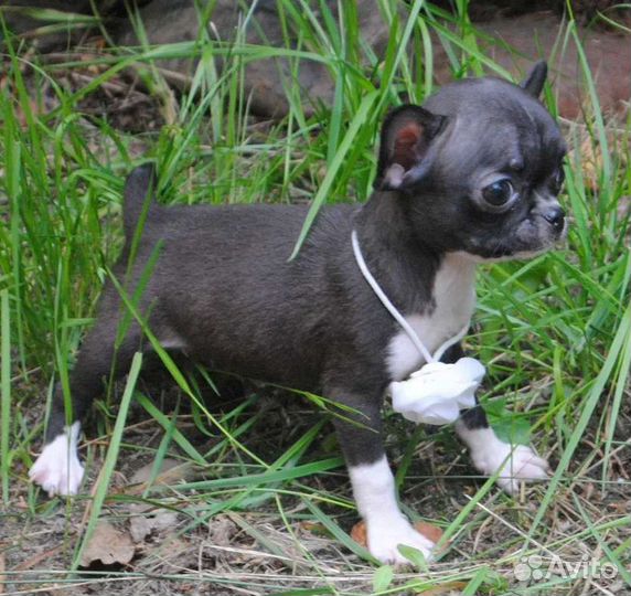 Маленькая Принцесса - девочка чихуахуа