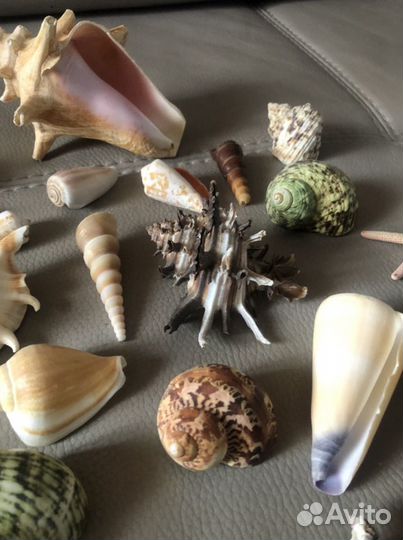 Морские ракушки/ океанские раковины