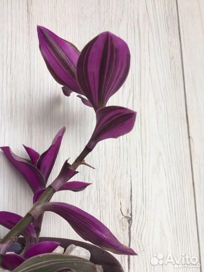 Традесканция