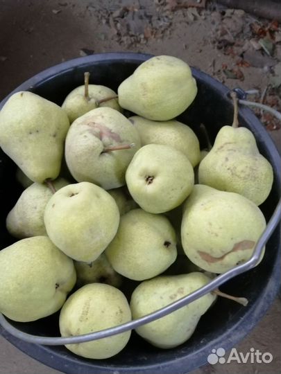 Малина, яблоки