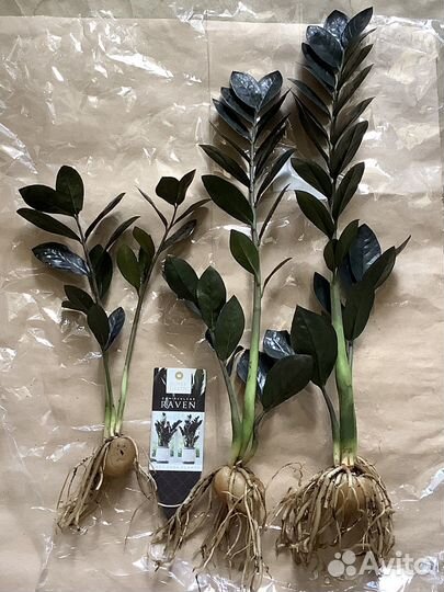 Замиокулькас Чёрный равен