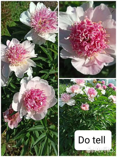 Пионы саженцы корни 1