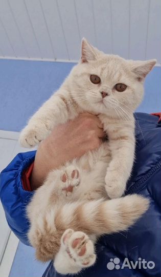 Британские котята