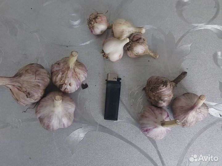 Чеснок домашний крупный