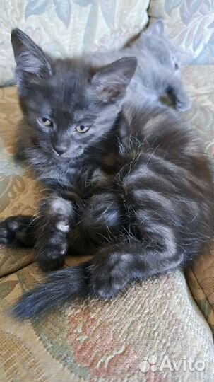 Отдам бесплатно