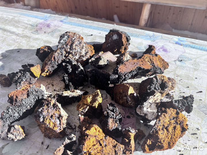 Березовый гриб чага