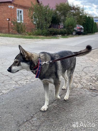 Собаке нужен дом