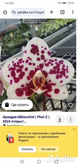 Орхидея фаленопсис Golden peoker