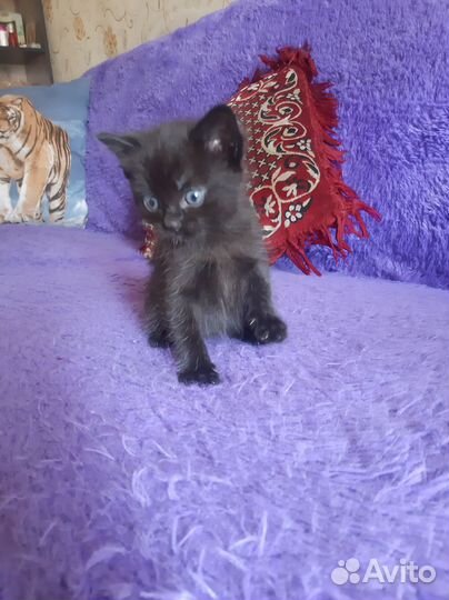 Отдам в добрые руки