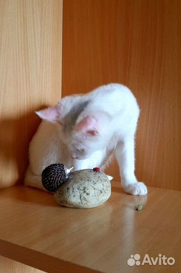 Отдам котенка