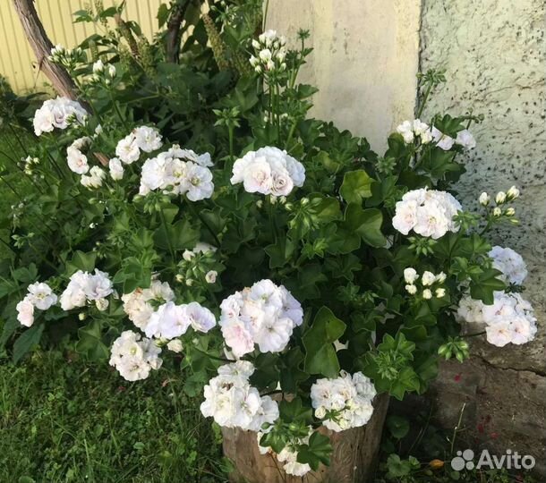 Плющелистная ампельная сортовая пелларгония