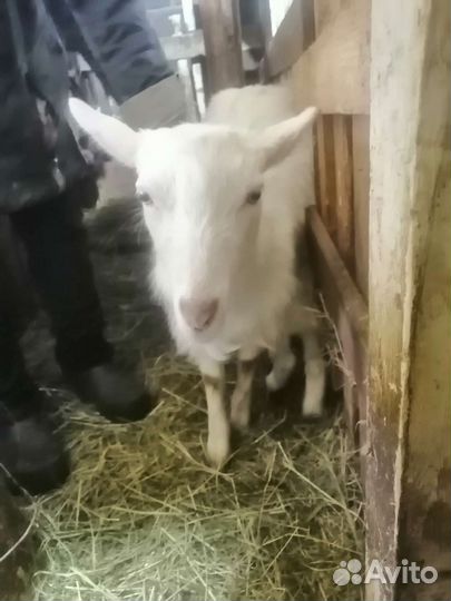 Коза заанинской породы