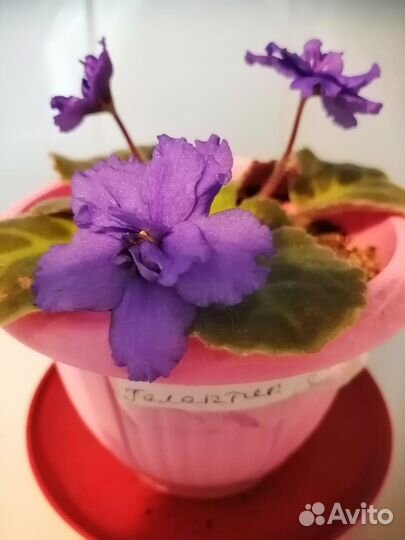 Антуриум и еще