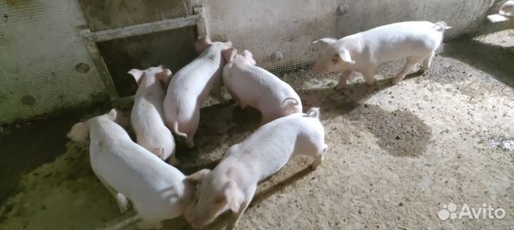 Поросенок ландрас+ландрос+Пьетрен