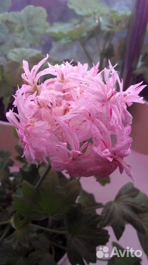 Сортовые пеларгонии