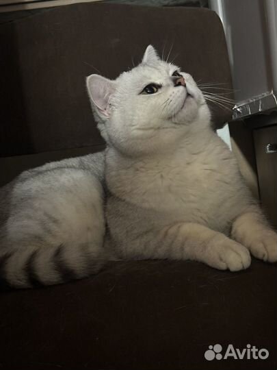 Вязка британец